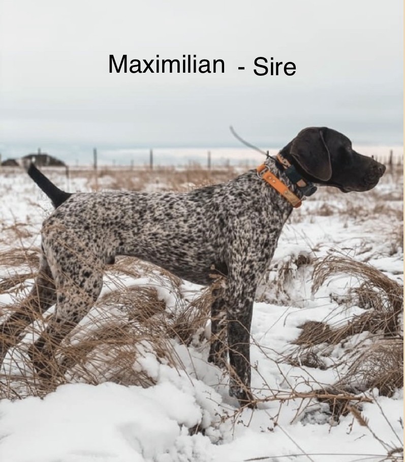 MAXIMILLIAN - PROVEN STUD