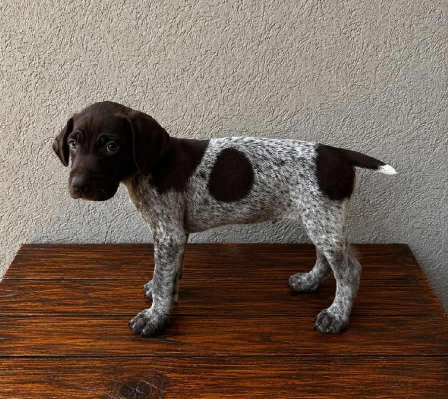 GRETTA X GUS - GRAY MALE