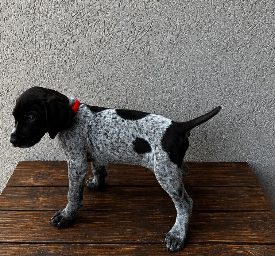 GRETTA X GUS - ORANGE MALE