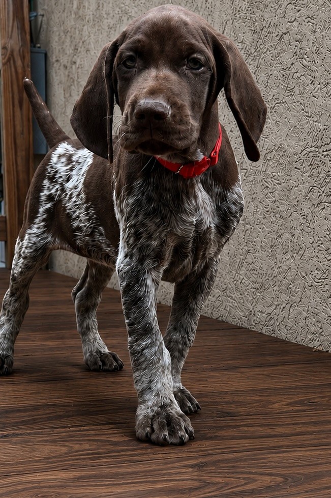 GRETTA X GUS - RED MALE