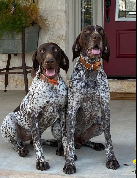 Puppies